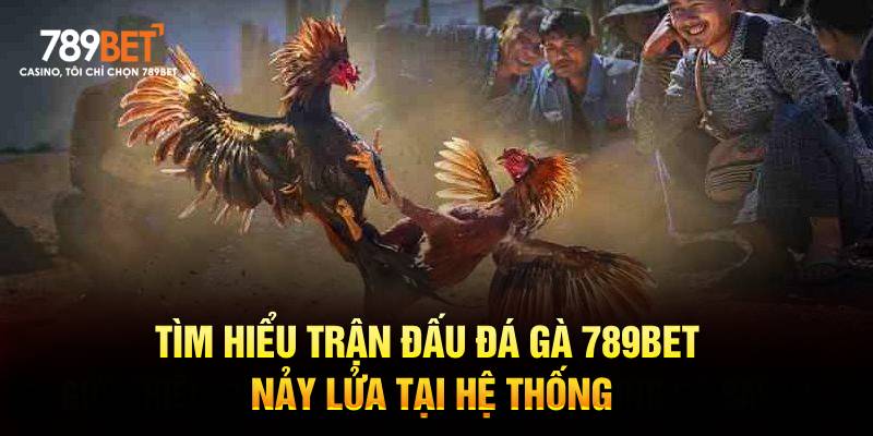 Tìm hiểu trận đấu đá gà 789bet nảy lửa tại hệ thống