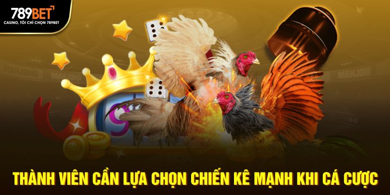 Thành viên cần lựa chọn chiến kê mạnh khi cá cược