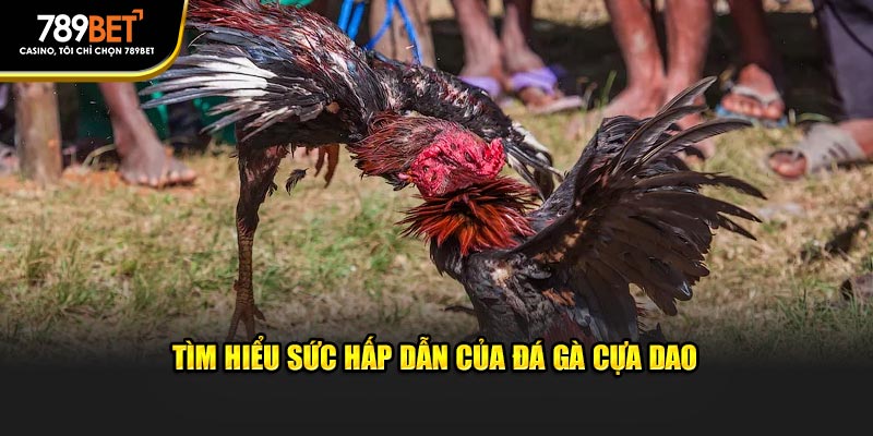 Tìm hiểu sức hấp dẫn của đá gà cựa dao